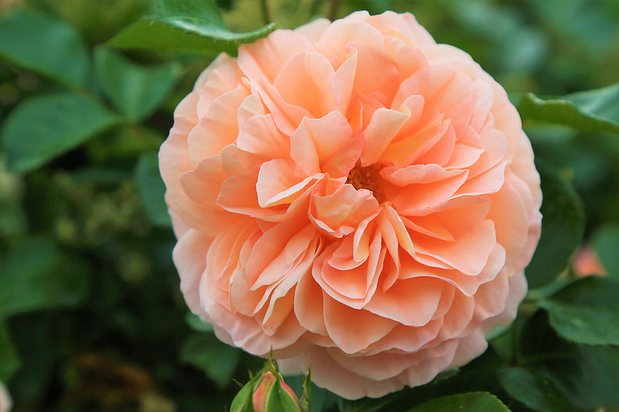 Close-up of a blooming peach rose with green leaves