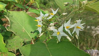 White Solanum Flowers with Yellow Stamens on Green Leaves
