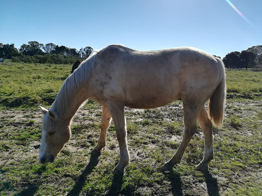 White Horse Grazing in Green Pasture