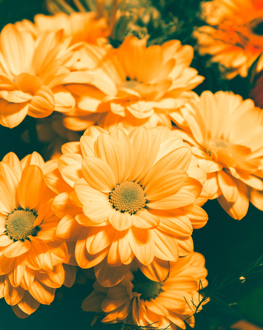 Close-up of vibrant orange gerbera daisies with dark background