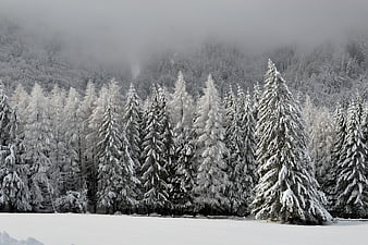 Snowy Winter Forest Landscape with Foggy Mountain Background