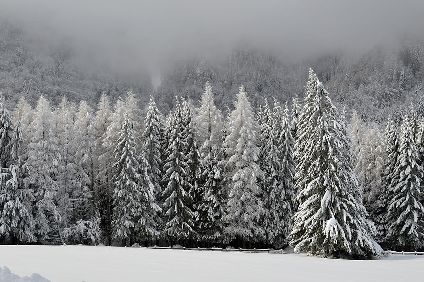 Snowy Winter Forest Landscape with Foggy Mountain Background