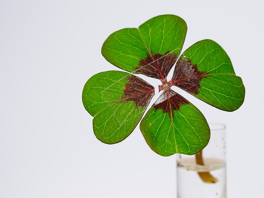 Four Leaf Clover in Glass Vial on White Background