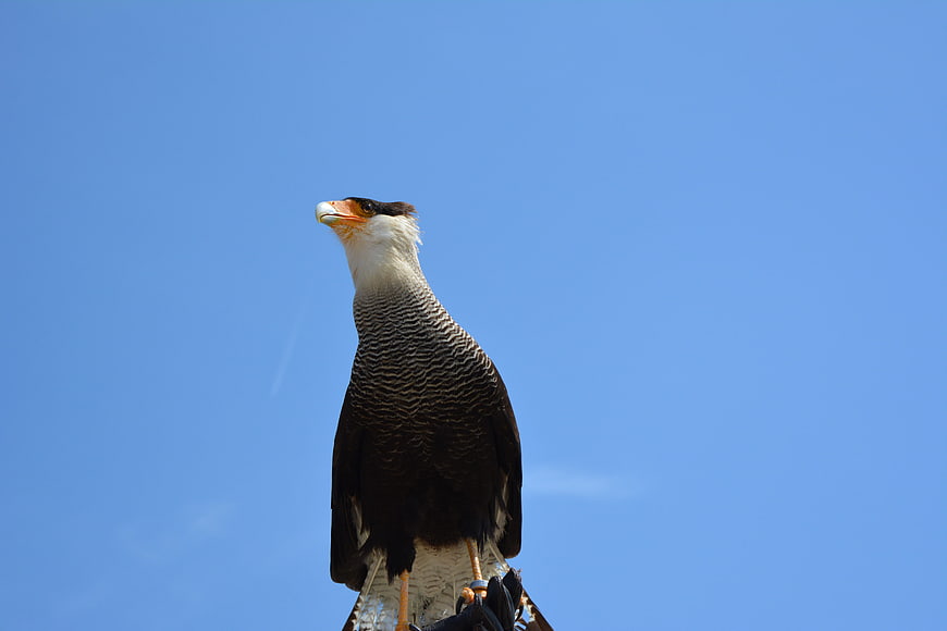 Caracara bird of prey perched against blue sky