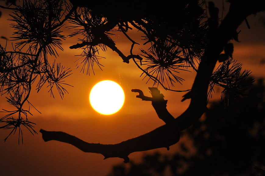 Silhouette of pine branches against a vibrant orange sunset