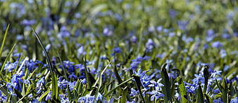 Close-up of Blue Siberian Squill Flowers in Spring Meadow