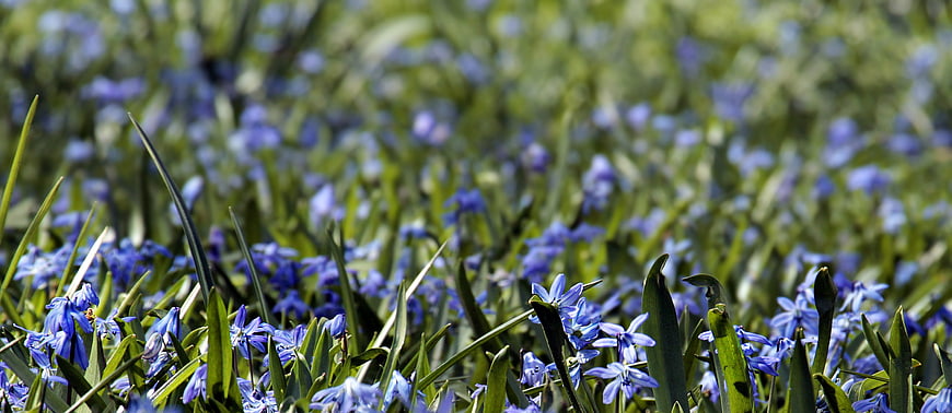 Close-up of Blue Siberian Squill Flowers in Spring Meadow