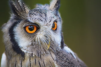 Close-up portrait of a Great Horned Owl with intense orange eyes