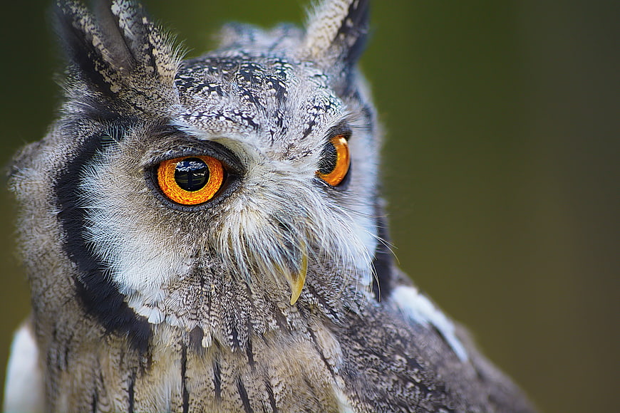 Close-up portrait of a Great Horned Owl with intense orange eyes