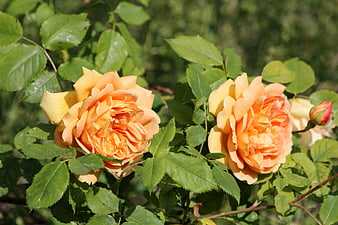 Two blooming apricot roses in a sunny garden
