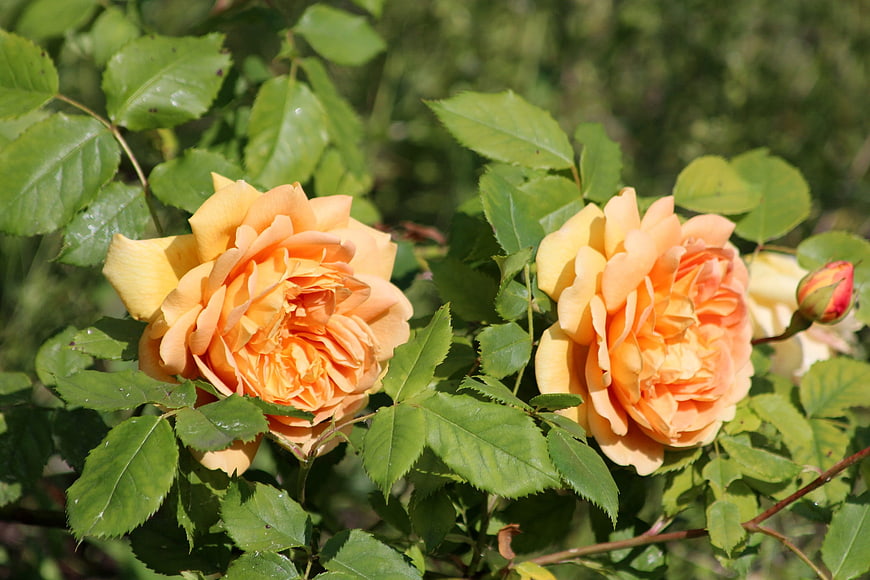 Two blooming apricot roses in a sunny garden