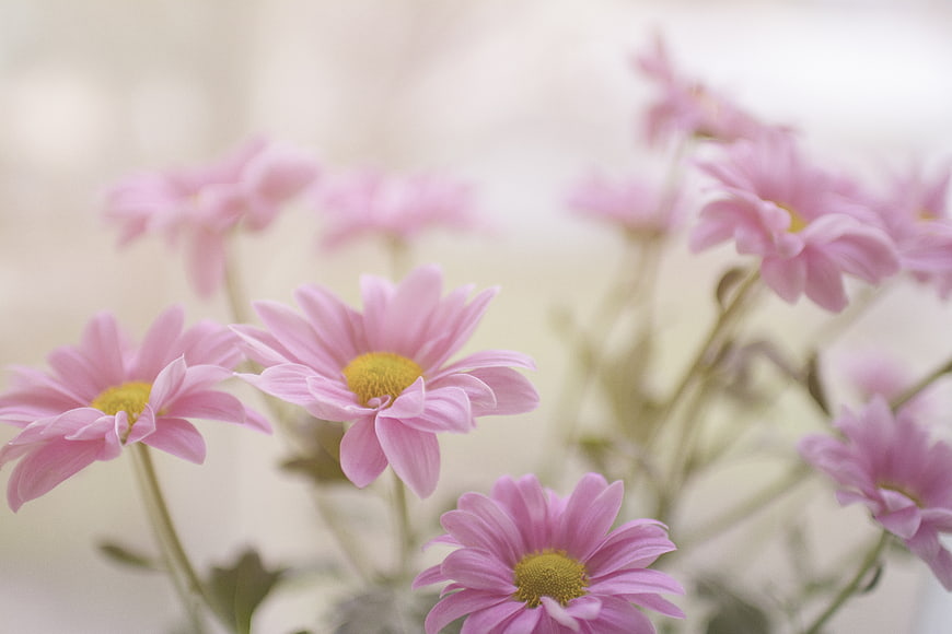 Soft Focus Pink Chrysanthemums with Yellow Centers