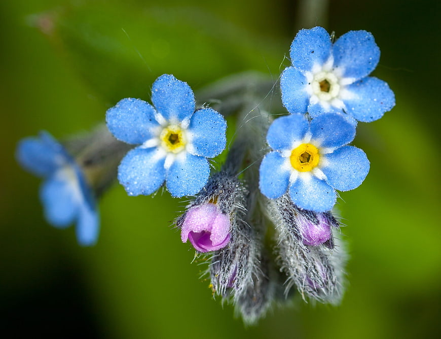 Close-up of Blue Forget-me-not Flowers with Yellow Centers