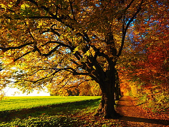 Sunlit Autumn Tree Path with Golden Leaves and Green Field
