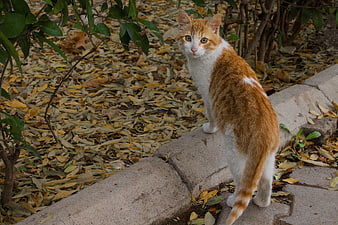 Orange and White Cat Standing on Stone Path in Garden