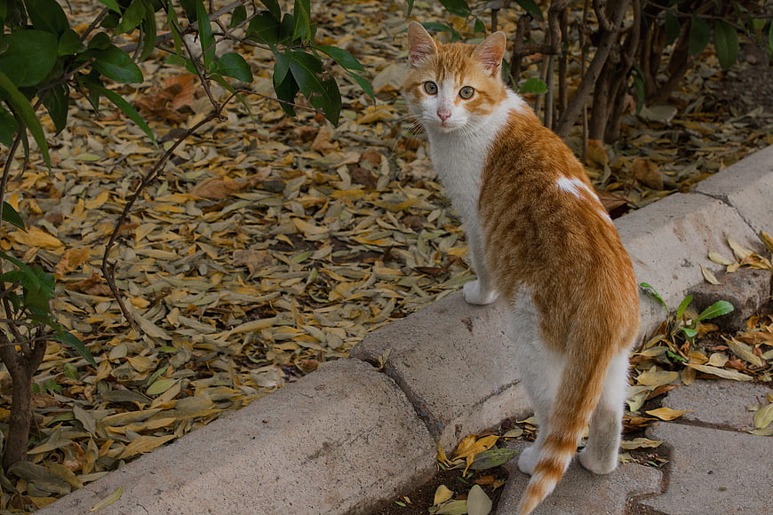 Orange and White Cat Standing on Stone Path in Garden