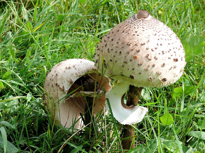 Parasol mushrooms growing in green grass