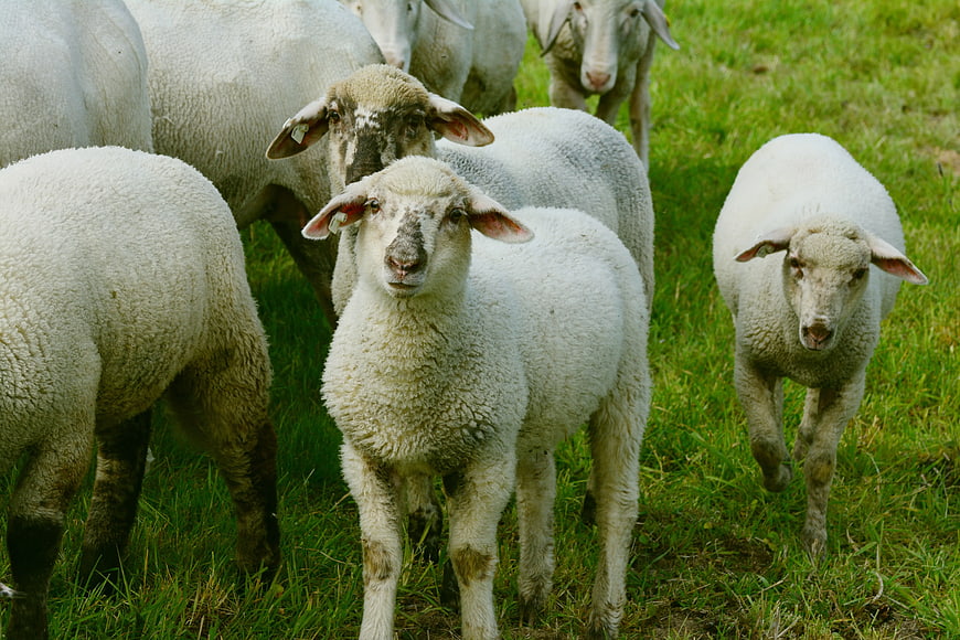 Curious sheep looking at camera in green pasture