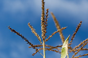 Close-up of corn tassels against a blue sky