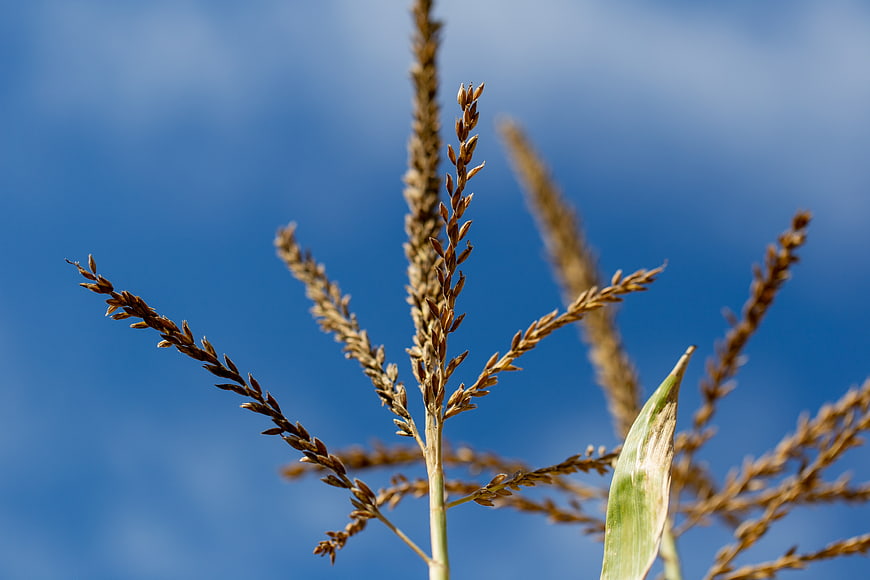 Close-up of corn tassels against a blue sky