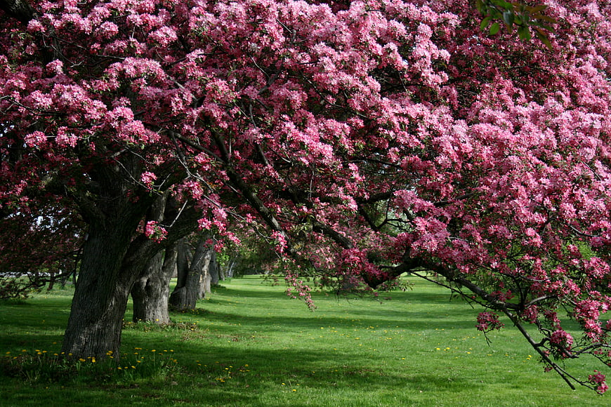 Row of Pink Flowering Trees in Green Spring Meadow