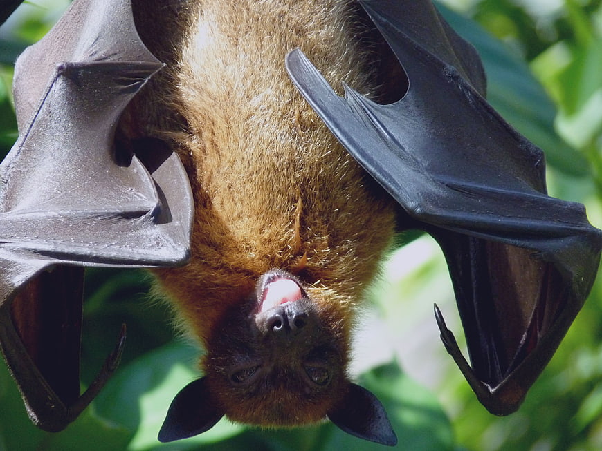 Close-up portrait of a flying fox bat hanging upside down