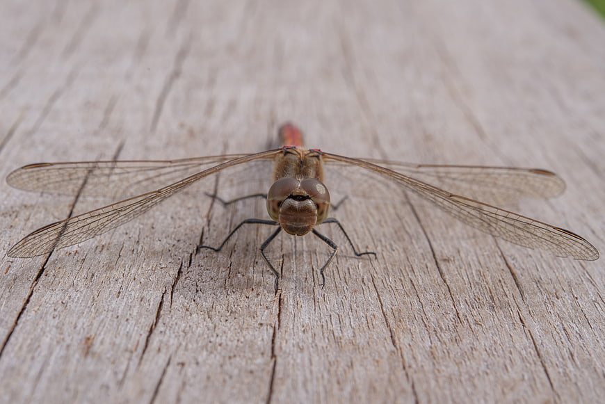 Close-up of a dragonfly resting on weathered wood