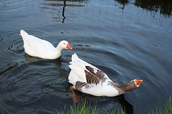 Two Geese Swimming in a Calm Pond