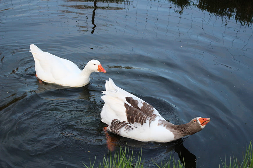 Two Geese Swimming in a Calm Pond