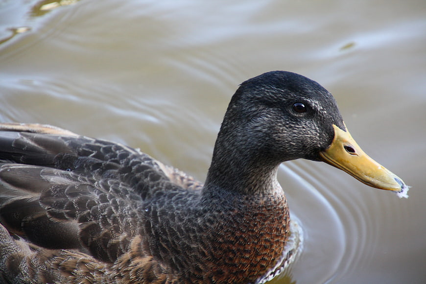Close-up of a female mallard duck swimming in a pond