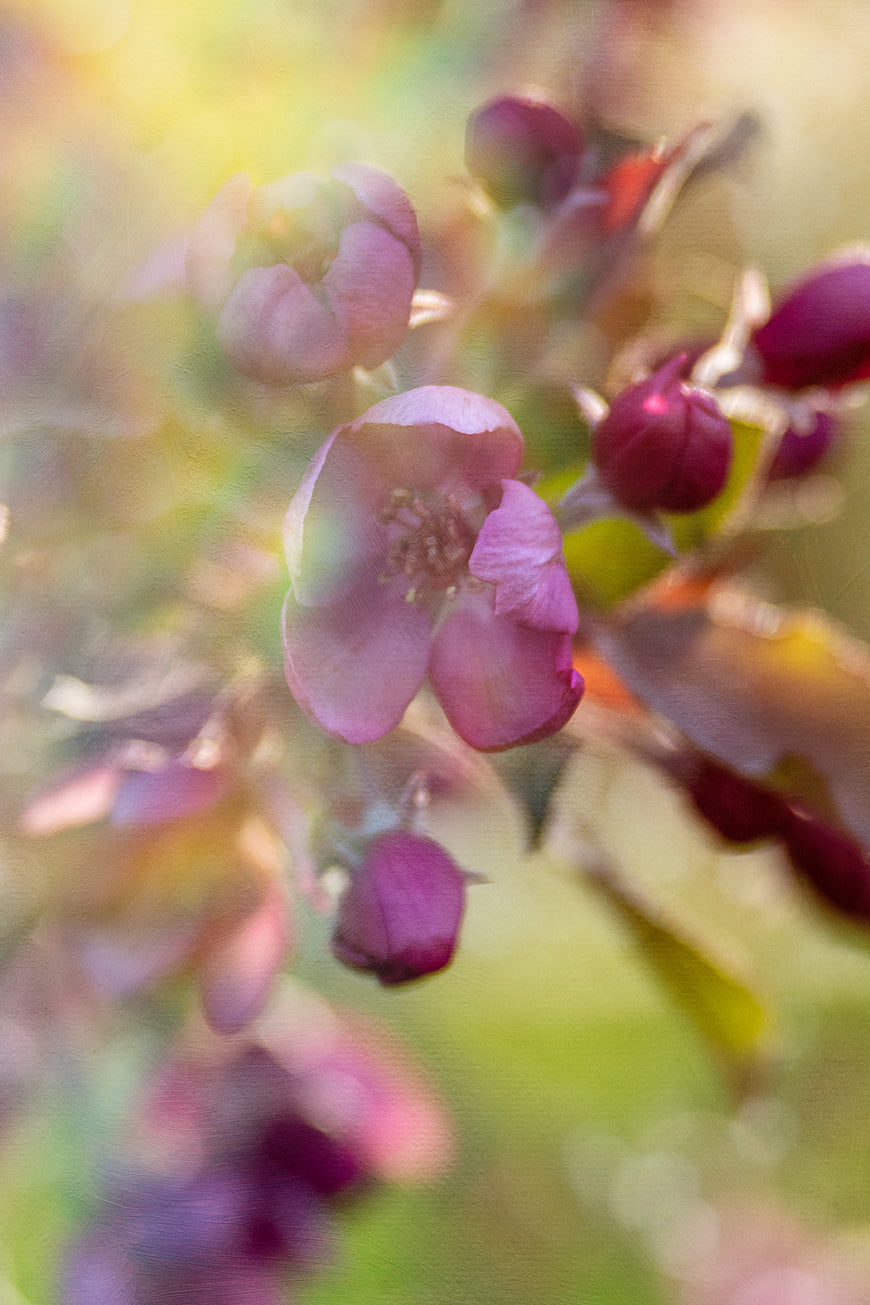 Soft Focus Pink Flower Blossom with Sun Flare
