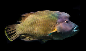 Napoleon Wrasse Fish on Black Background
