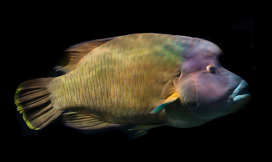 Napoleon Wrasse Fish on Black Background