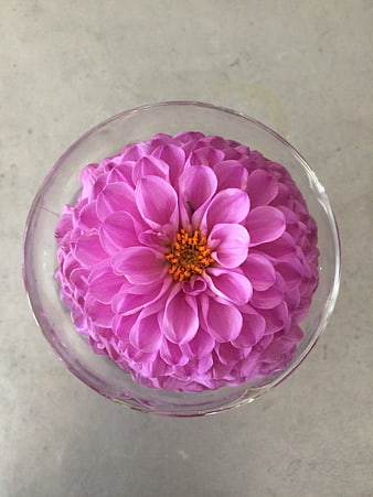 Top View of Pink Dahlia in Glass Bowl
