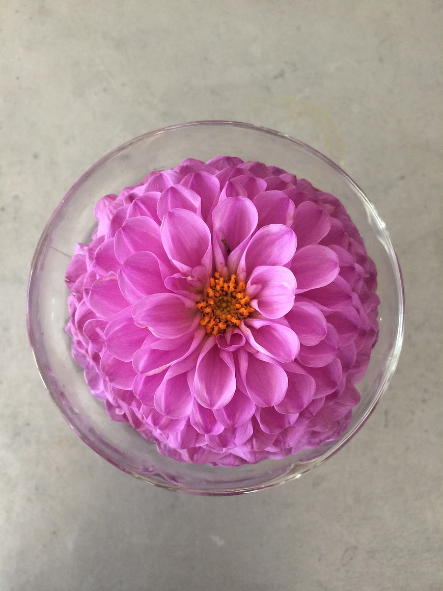 Top View of Pink Dahlia in Glass Bowl