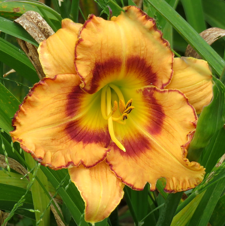 Close-up of vibrant orange and red daylily flower