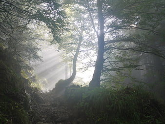 Misty forest path with dramatic sunbeams filtering through trees