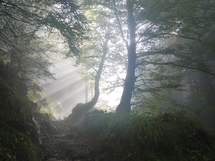 Misty forest path with dramatic sunbeams filtering through trees