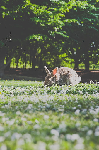 Brown Rabbit Grazing in Green Meadow with Dandelions