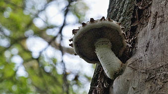 Close-up of large mushroom growing on tree trunk in forest