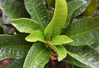 Close-up of vibrant green leaves with fresh raindrops