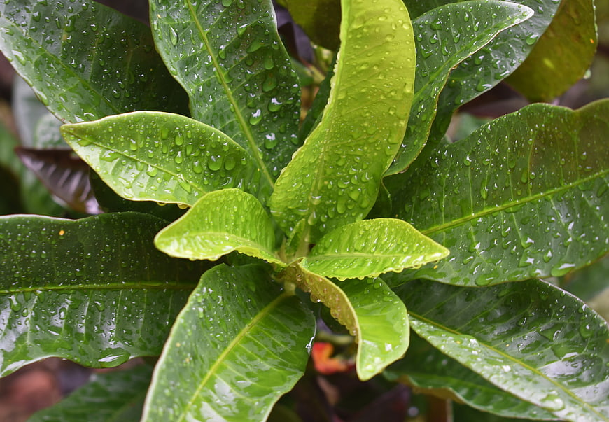 Close-up of vibrant green leaves with fresh raindrops