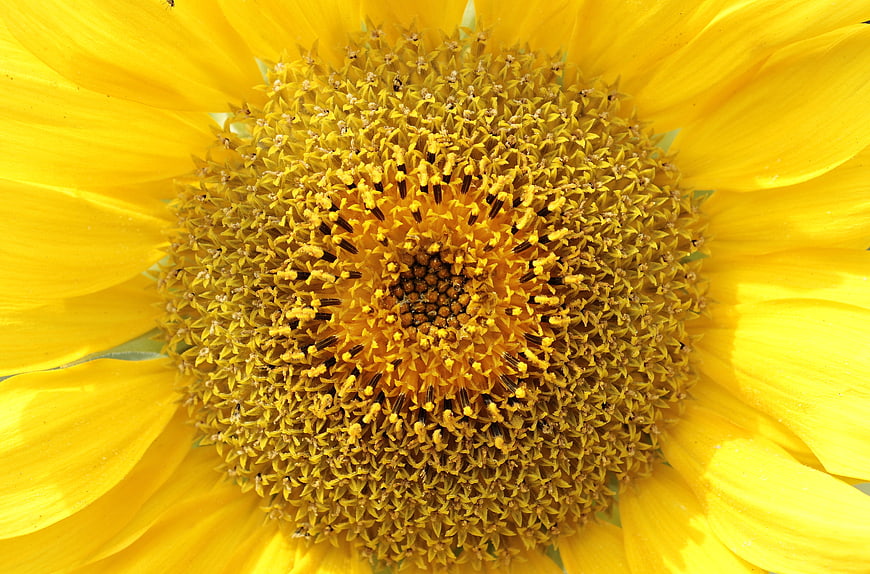 Close-up macro of vibrant yellow sunflower center