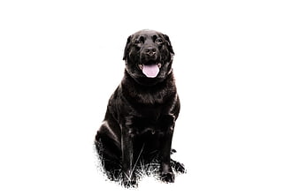 Black Labrador Retriever Sitting on White Background