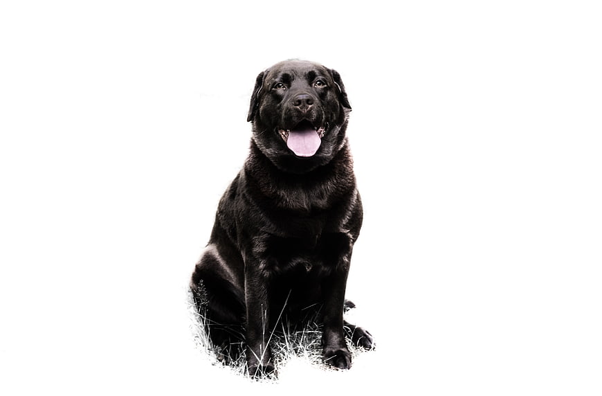 Black Labrador Retriever Sitting on White Background