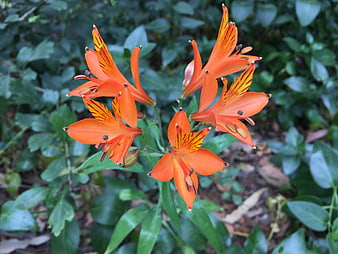 Vibrant Orange Freesia Flowers in a Garden