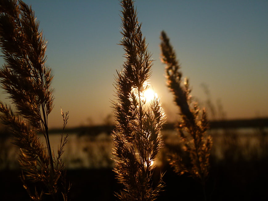 Backlit reeds silhouetted against a golden sunset sky