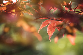 Close-up of vibrant red maple leaf in autumn sunlight