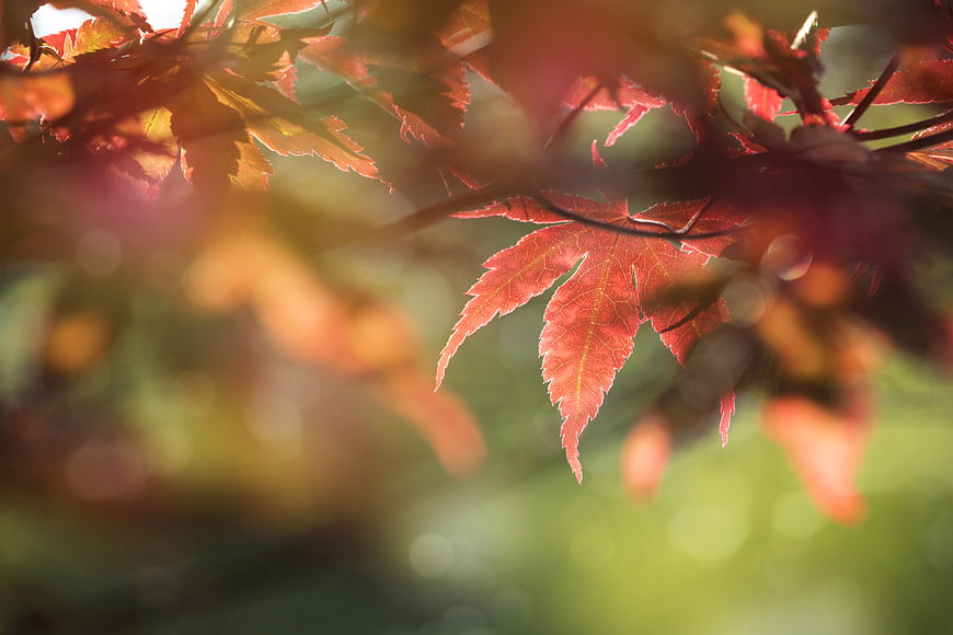 Close-up of vibrant red maple leaf in autumn sunlight