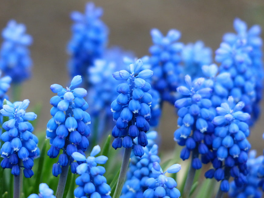 Vibrant Blue Grape Hyacinth Flowers in Spring Garden